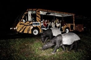 Night Safari