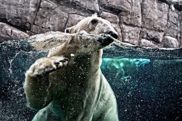 Сингапурский Зоопарк - Image 4