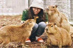 Фанранг с капибарами