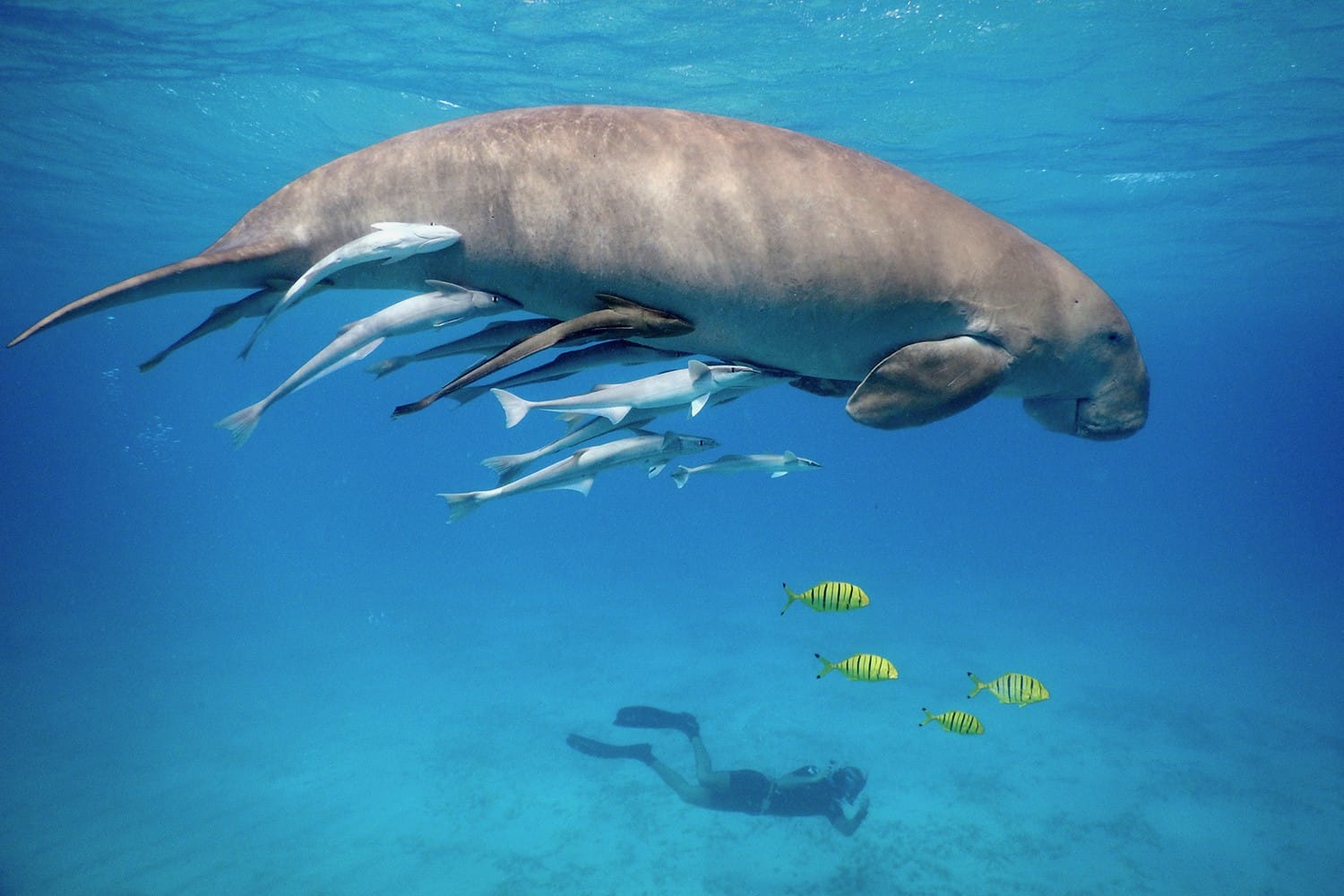 snorkeling with dugong in the red sea