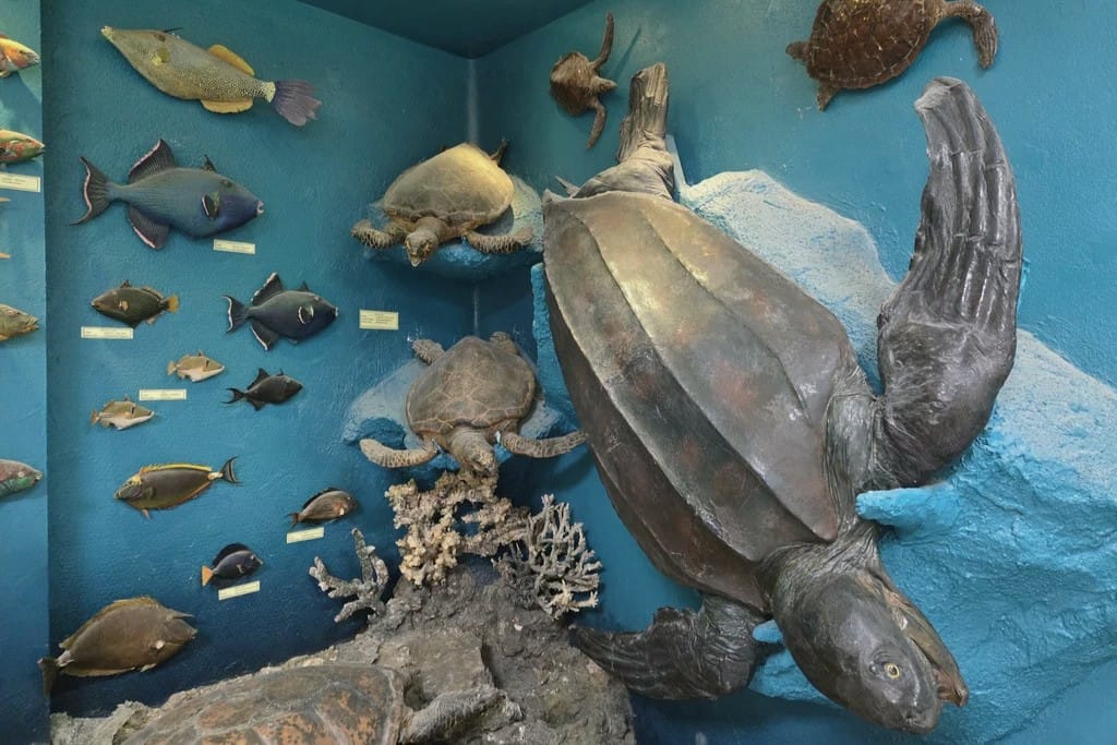 Сокровище Красного моря, Хургада (3)